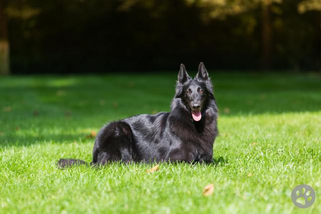 Belgian Shepherd (groenendael) | Pedigree Pets